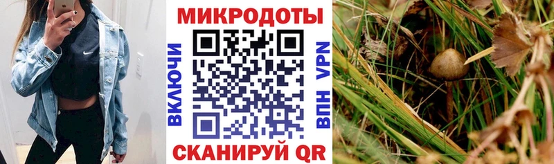 Псилоцибиновые грибы Psilocybine cubensis  Добрянка 